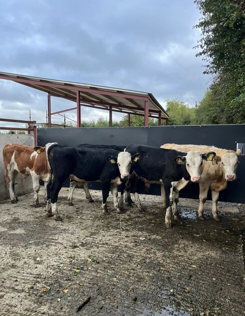 5 super Weanling bulls - Image 1