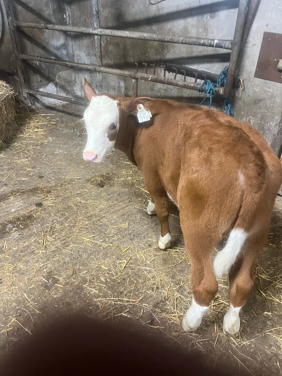 Red sim heifer calf for sale - Image 1