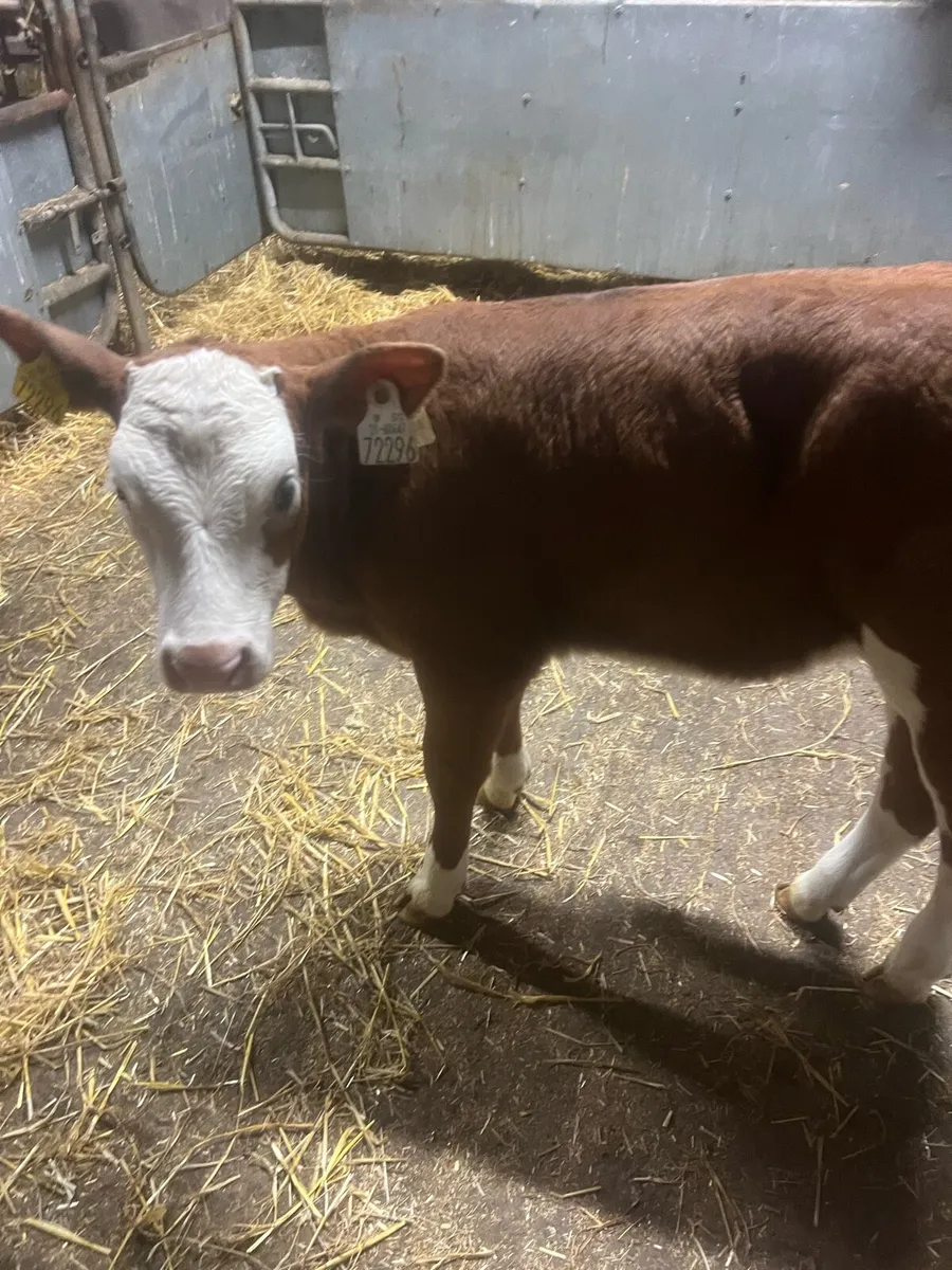 Red sim heifer calf for sale - Image 2