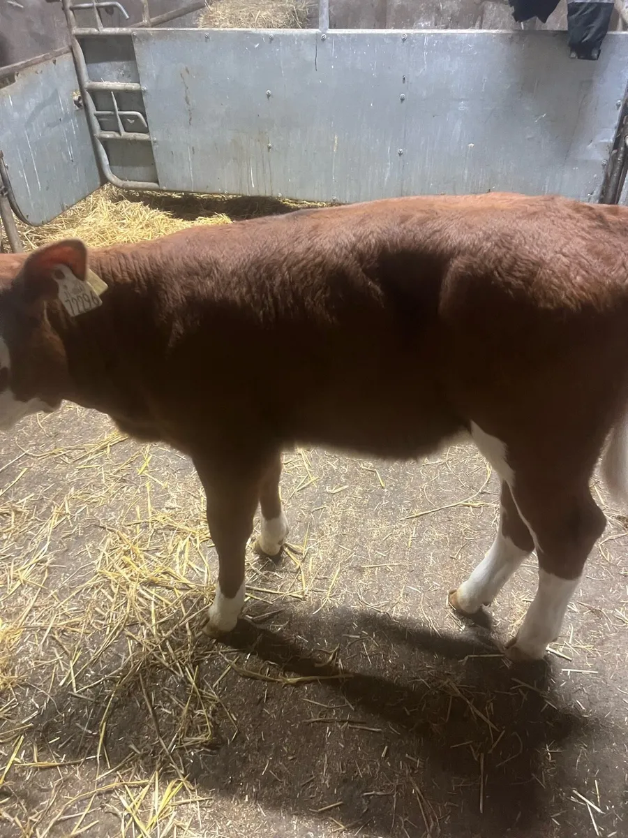 Red sim heifer calf for sale - Image 3