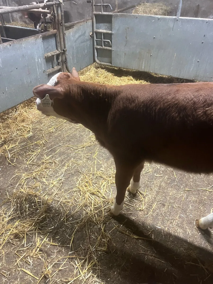 Red sim heifer calf for sale - Image 4