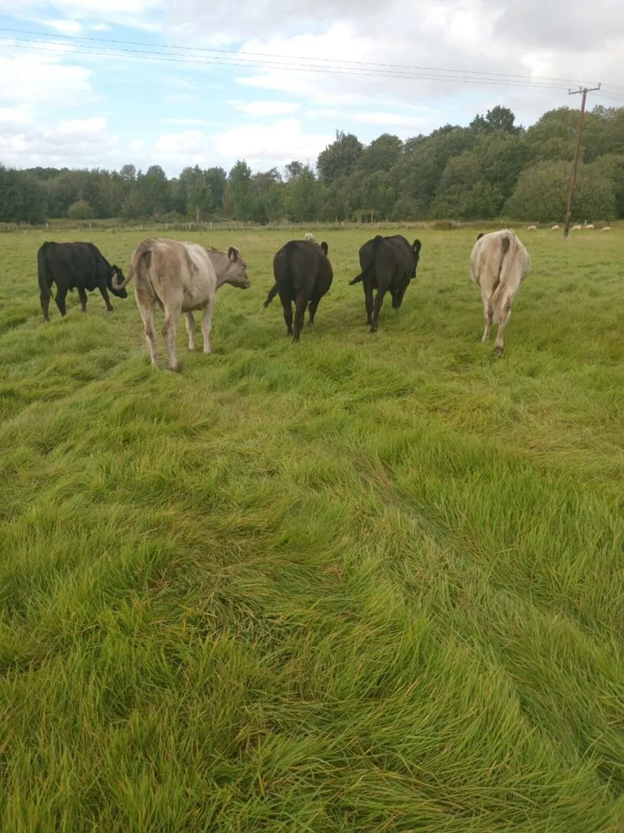 Five store cattle - Image 1