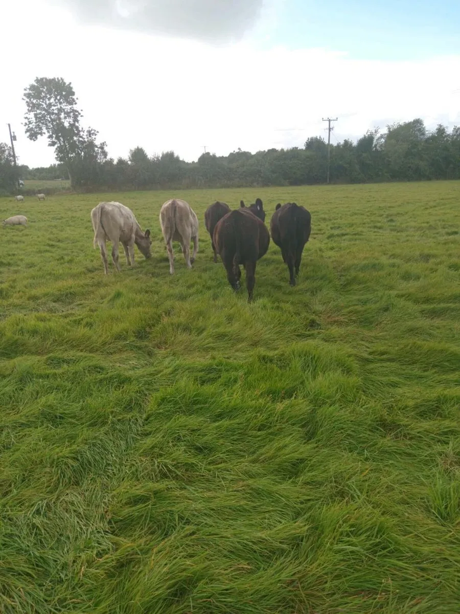 Five store cattle - Image 3