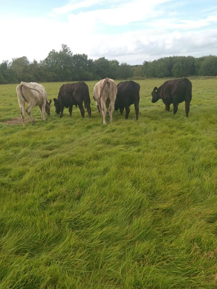 Five store cattle - Image 4