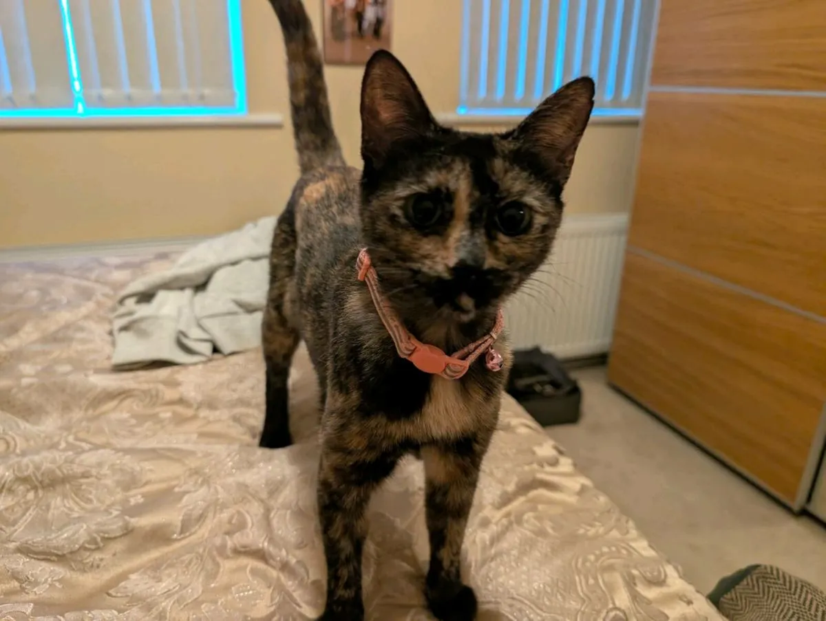 Cat - Image 1