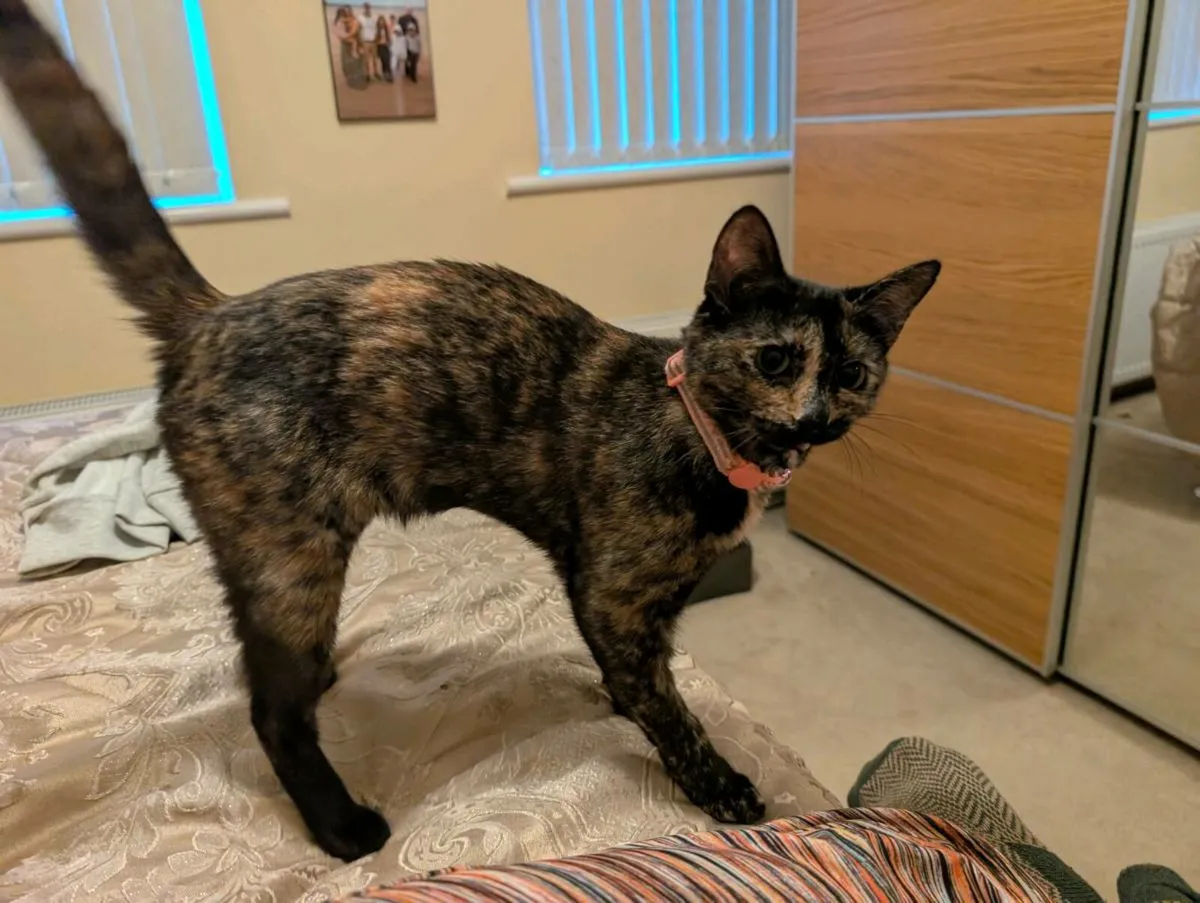 Cat - Image 2