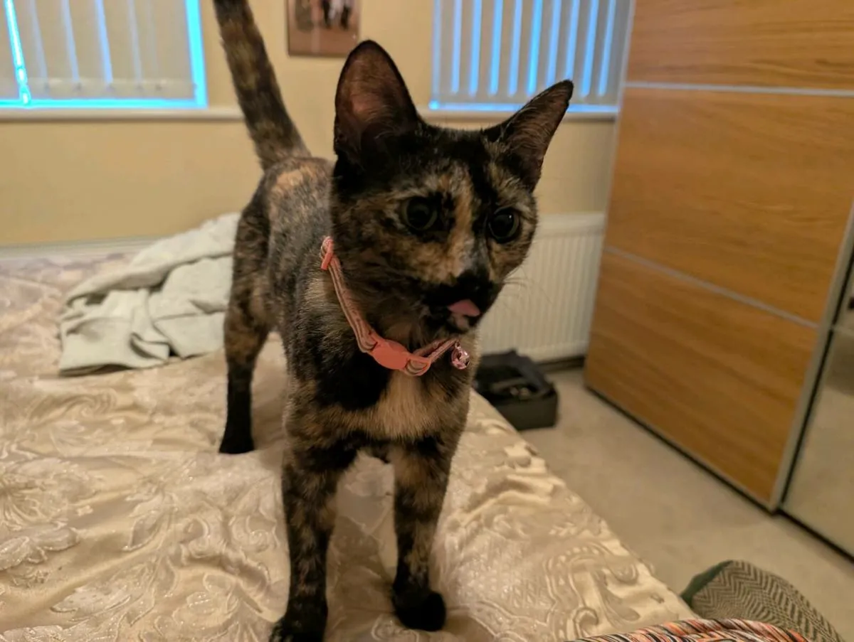 Cat - Image 3