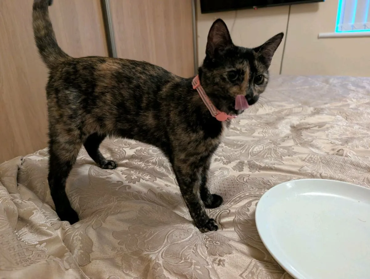 Cat - Image 4