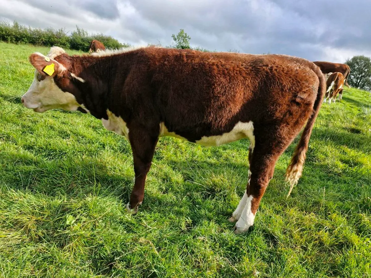 Pbr hereford - Image 2