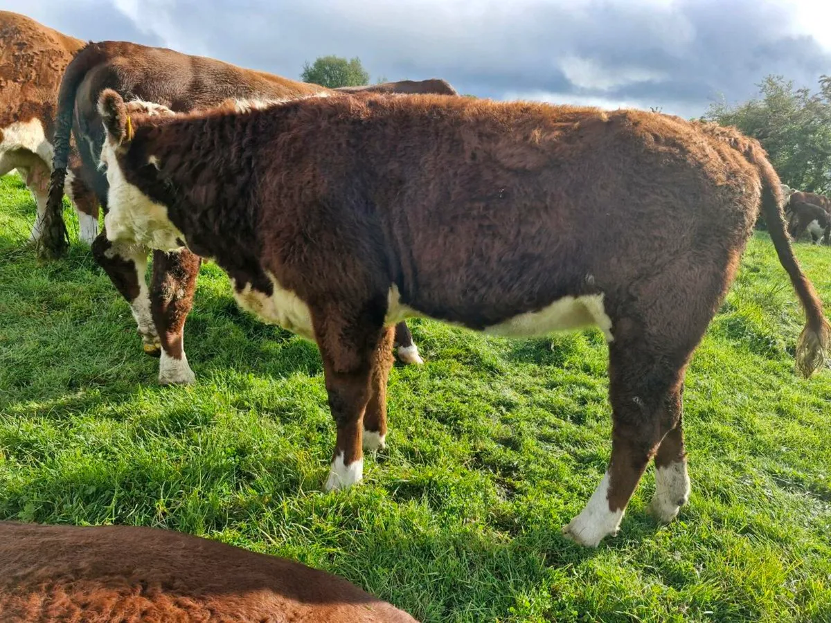 Pbr hereford - Image 3