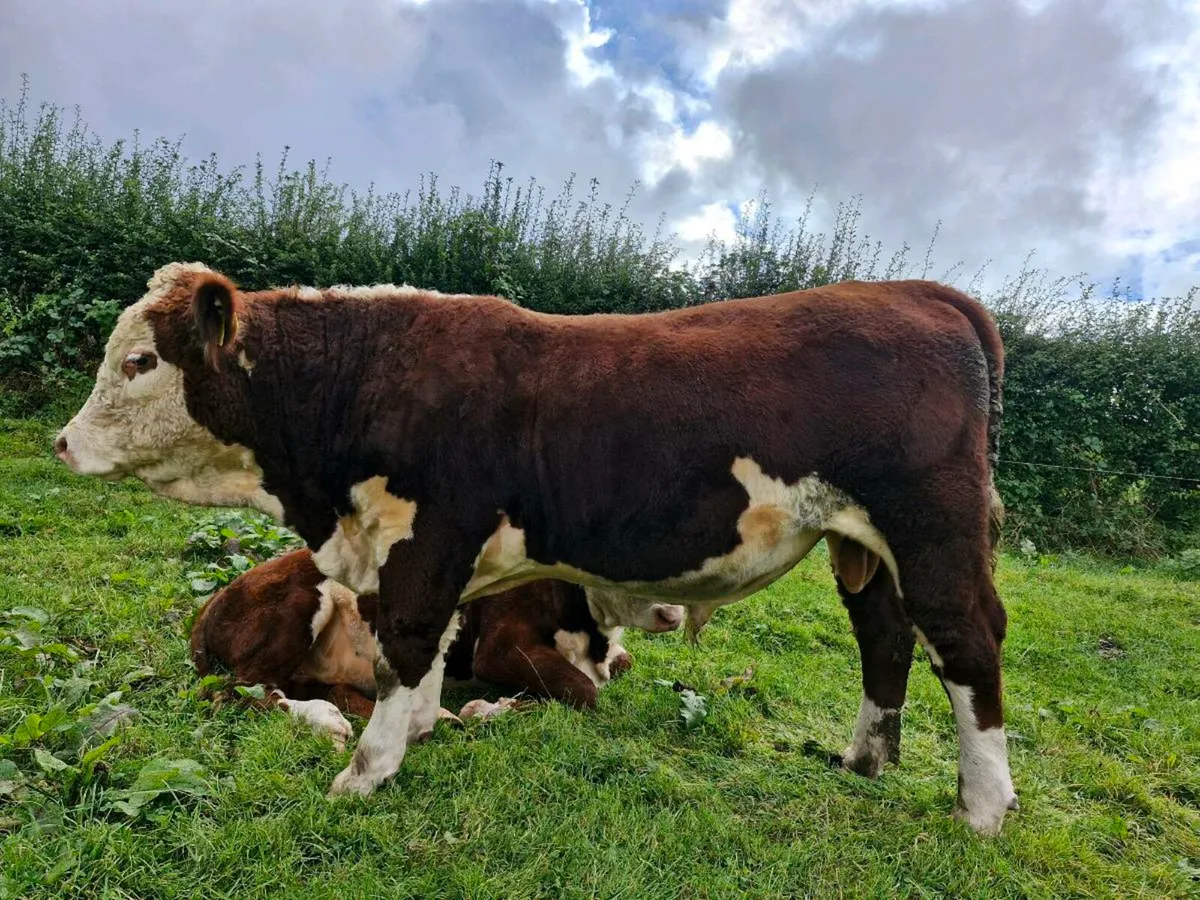 Pbr hereford - Image 1