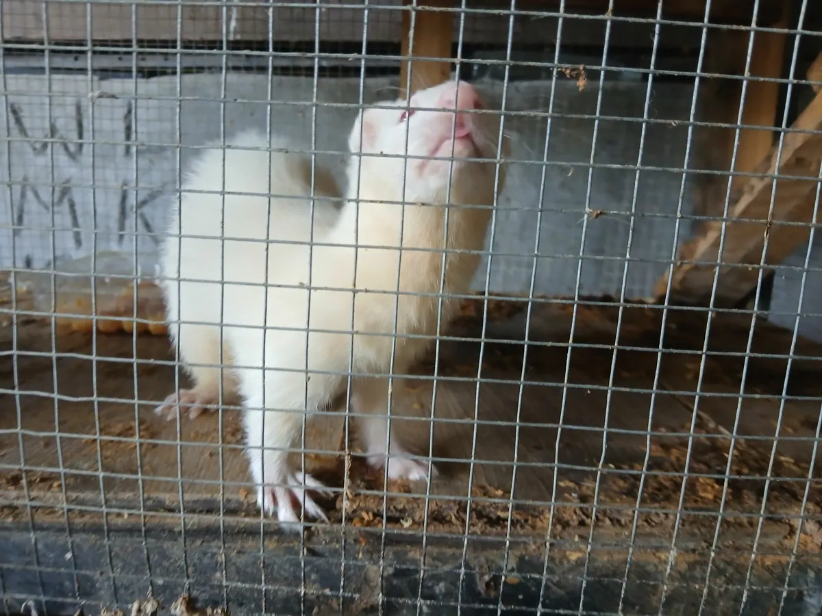 Ferrets - Image 1