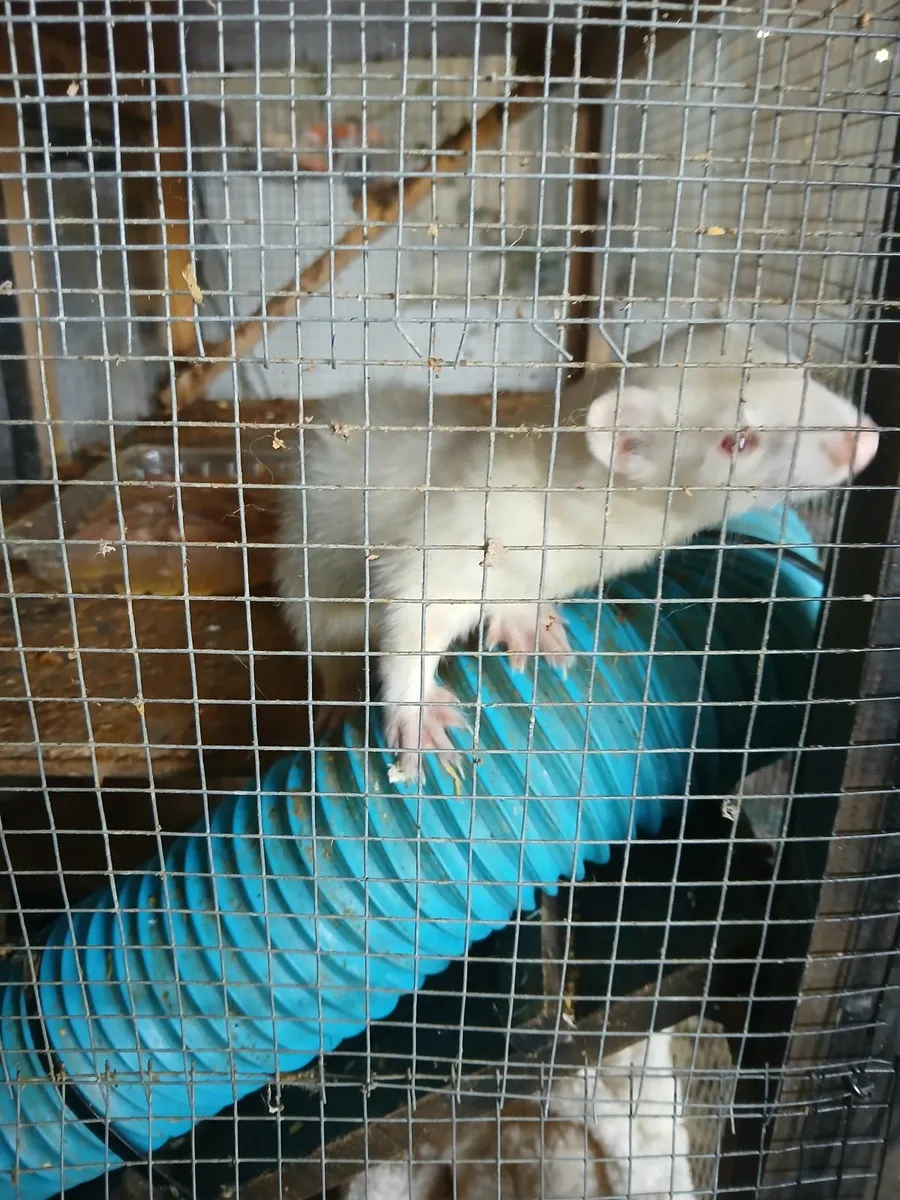Ferrets - Image 2