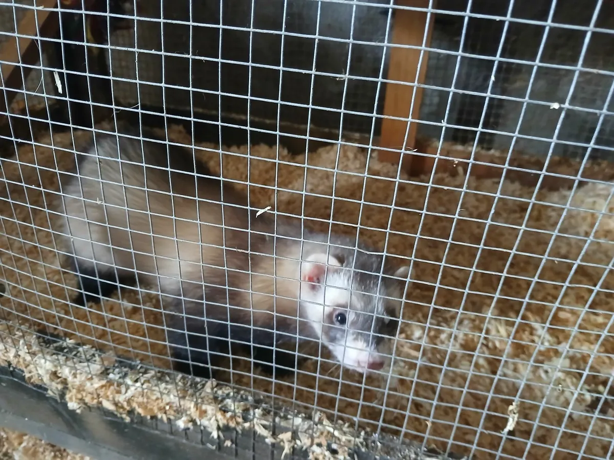 Ferrets - Image 3