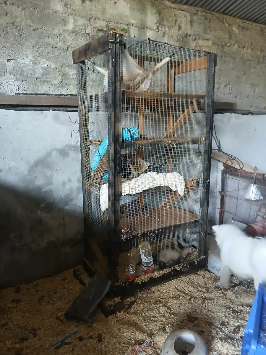 Ferrets - Image 4
