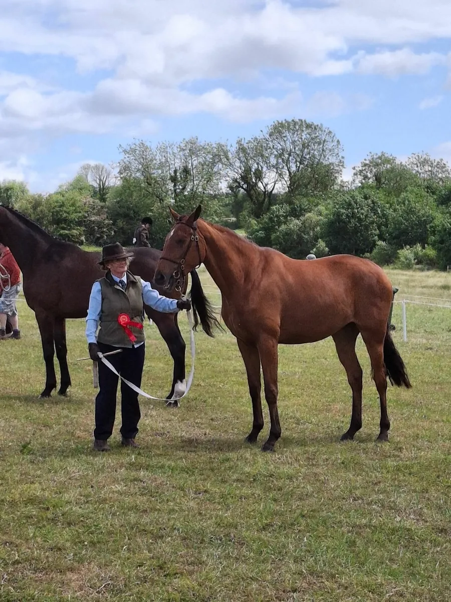 3 year old filly - Image 1