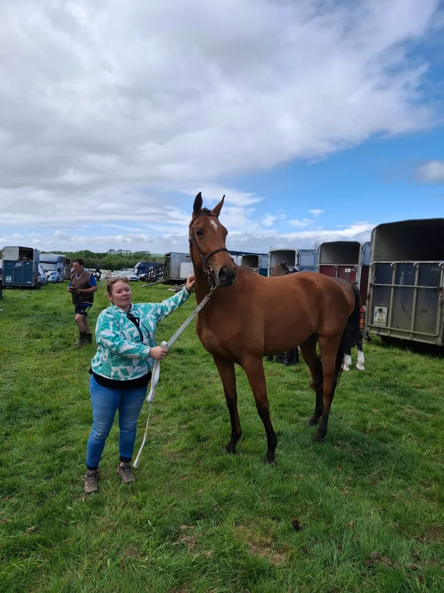 3 year old filly - Image 3