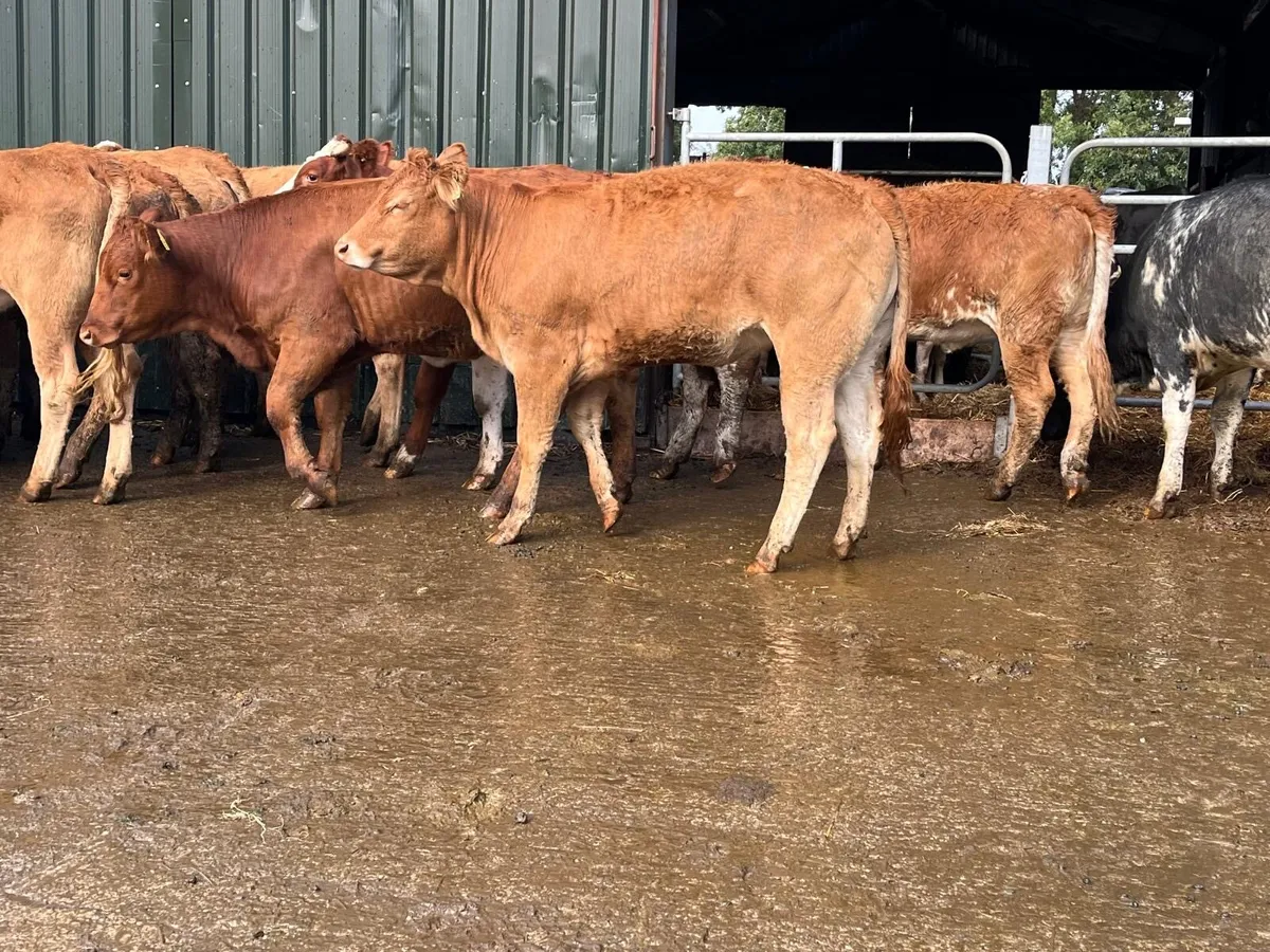 18 super  430 kg u grade heifers - Image 1