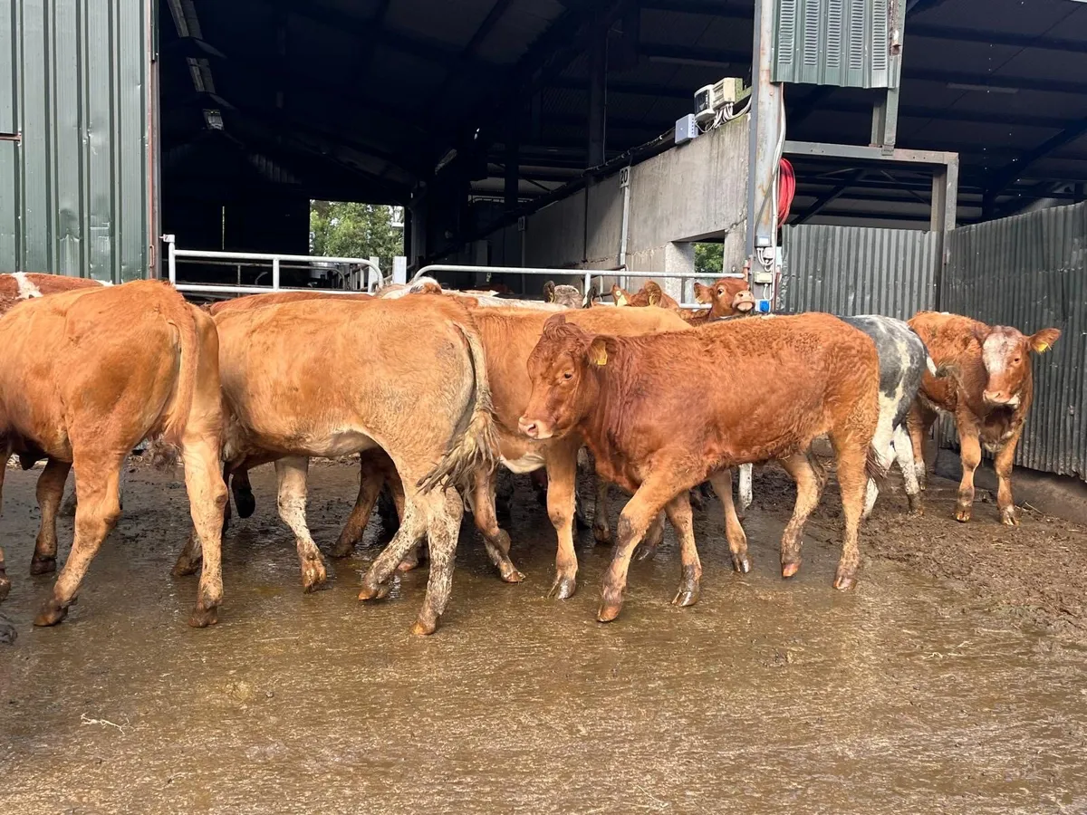 18 super  430 kg u grade heifers - Image 2