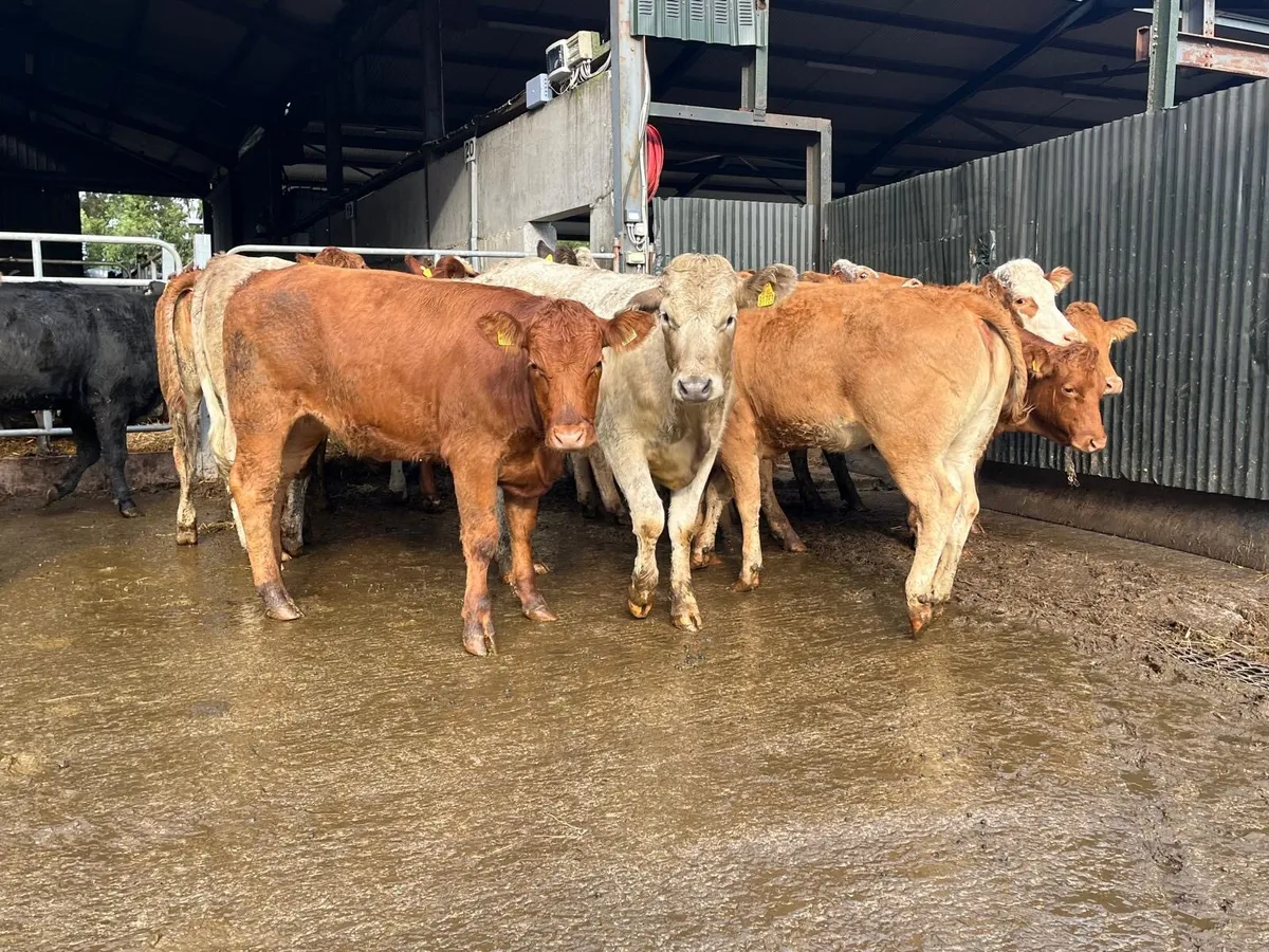18 super  430 kg u grade heifers - Image 3