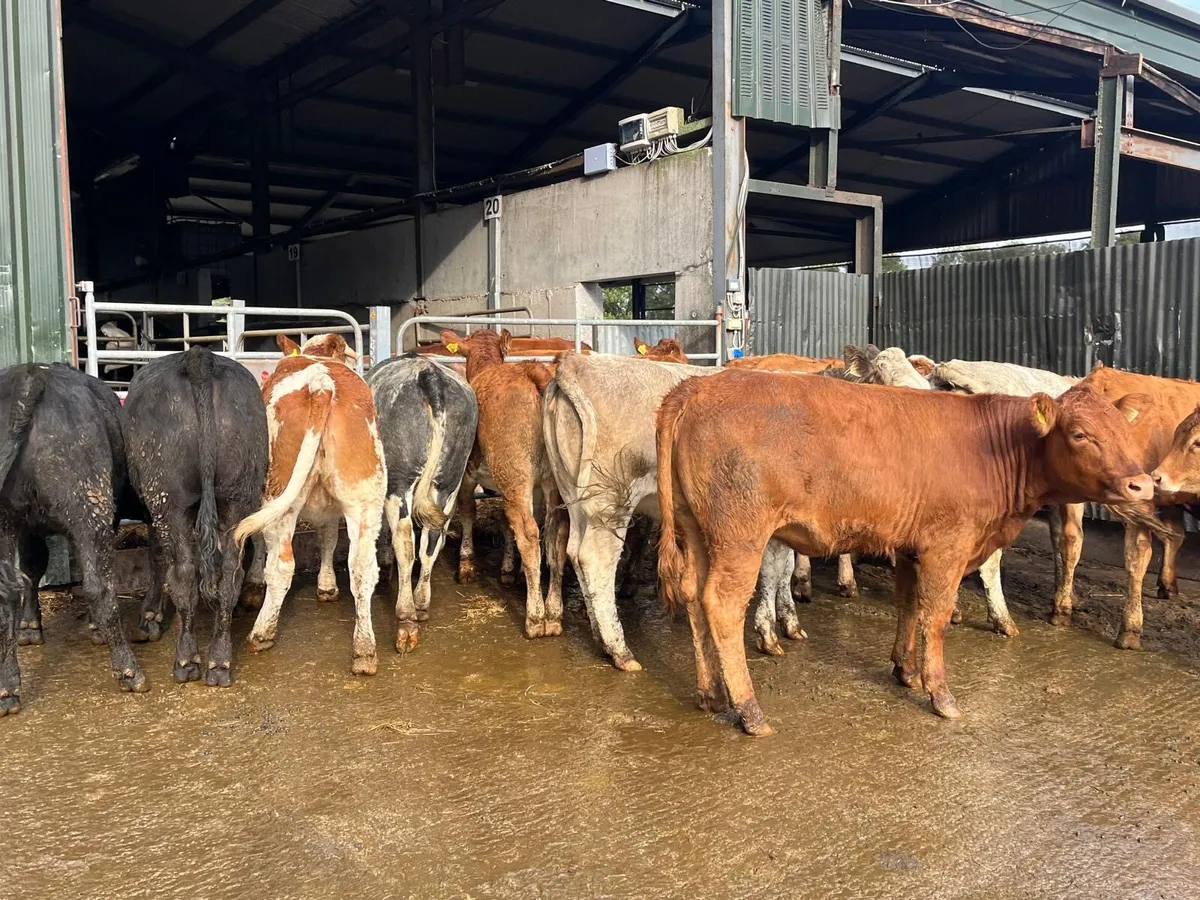 18 super  430 kg u grade heifers - Image 4