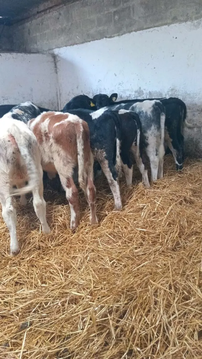 💥💥SUPER SHORTHORN COW BUNDLE💥💥 - Image 1
