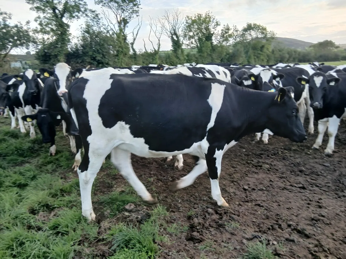 Heifers - Image 1