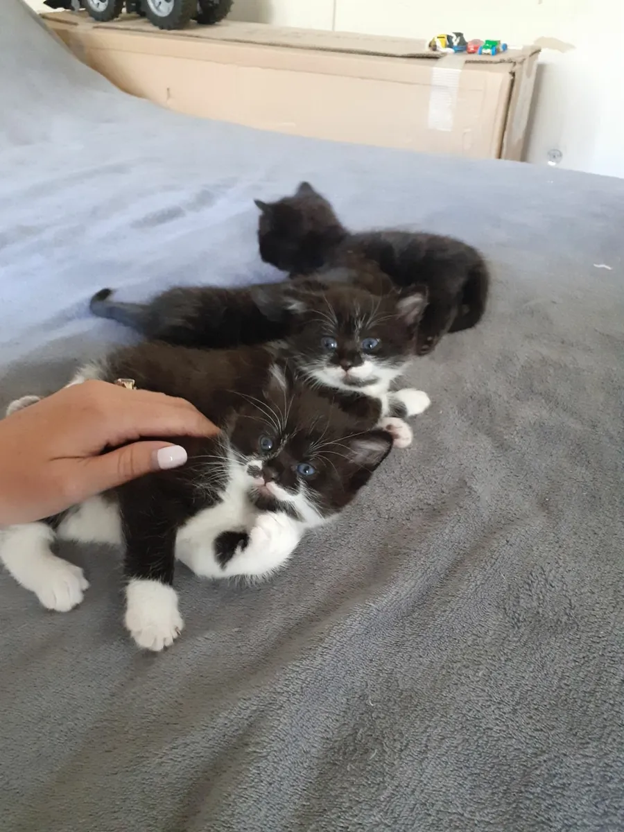 2 Kittens ready for good home! - Image 2