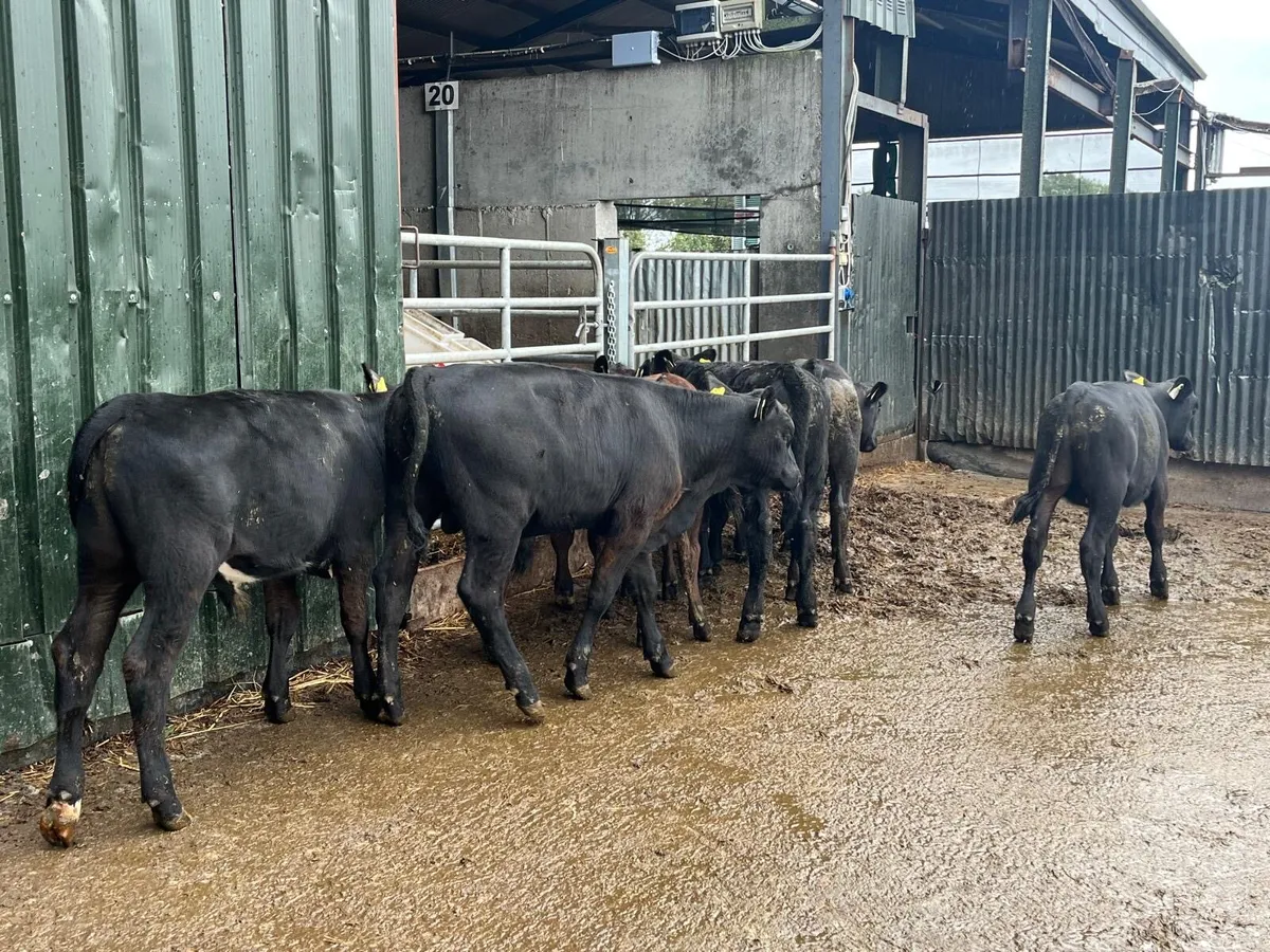 10 super  Angus  bull  weanlings - Image 1