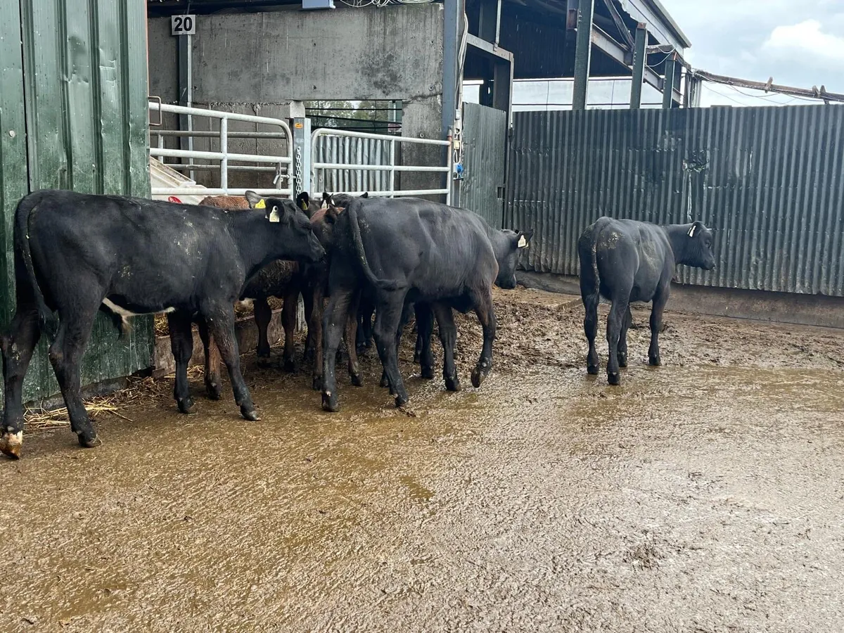 10 super  Angus  bull  weanlings - Image 2