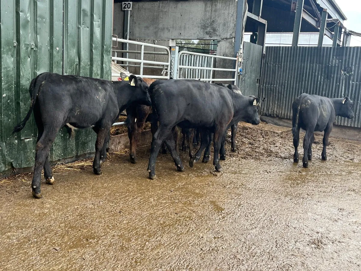 10 super  Angus  bull  weanlings - Image 3