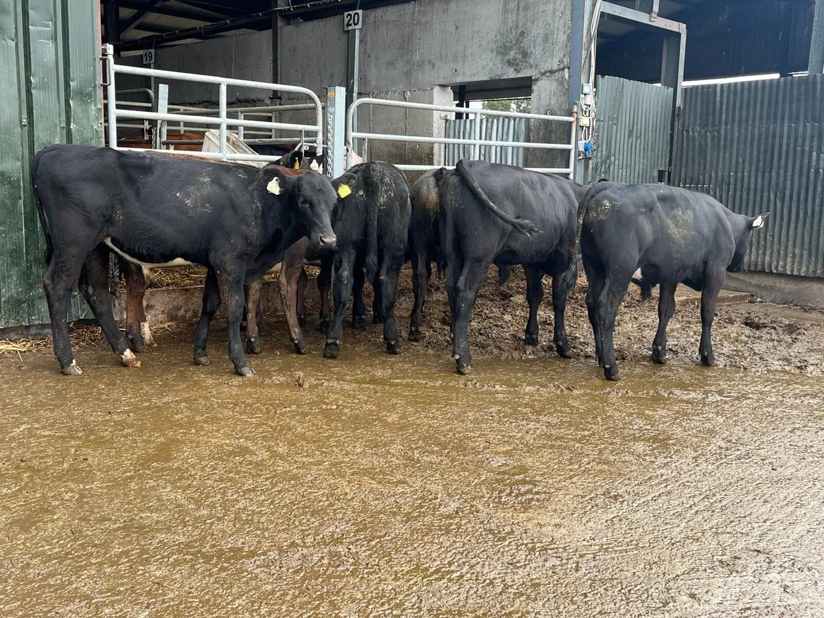10 super  Angus  bull  weanlings - Image 4