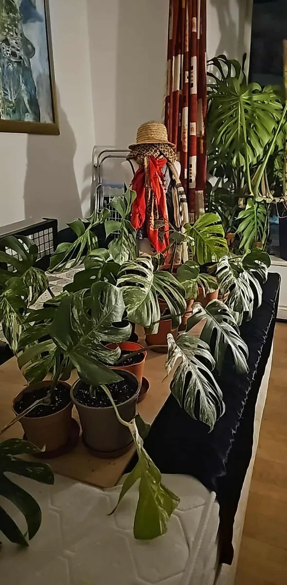 Varieta Monstera cutting - Image 1