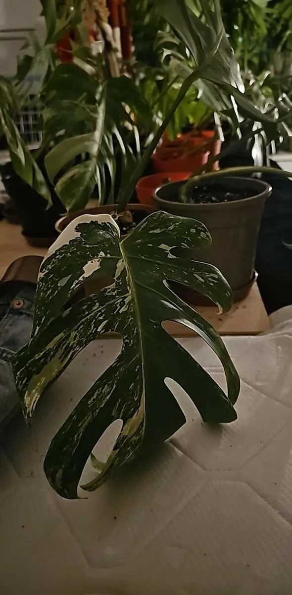 Varieta Monstera cutting - Image 2
