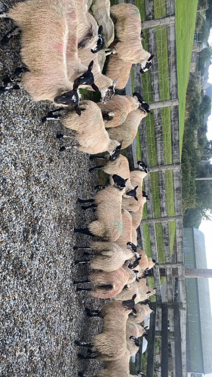 Mule ewe lambs - Image 4