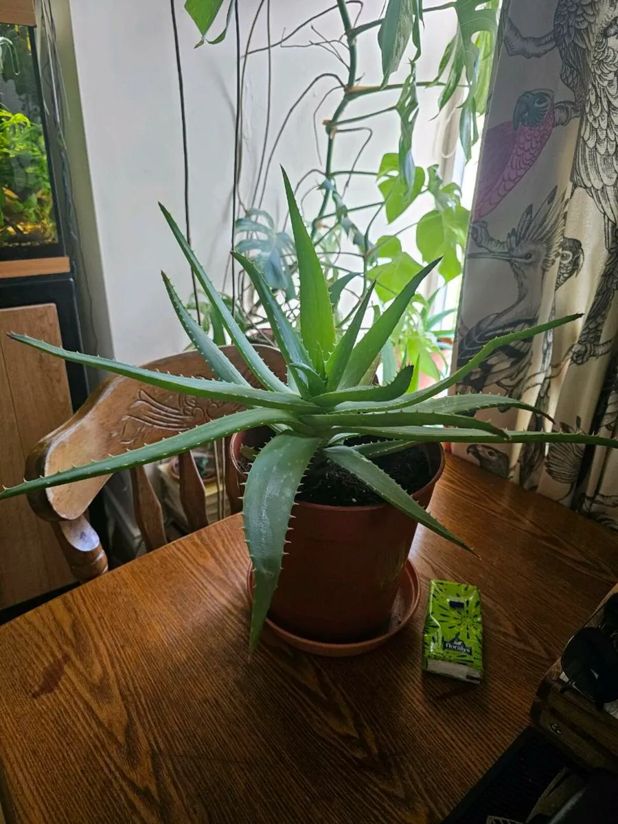 ALOE VERA - Image 1