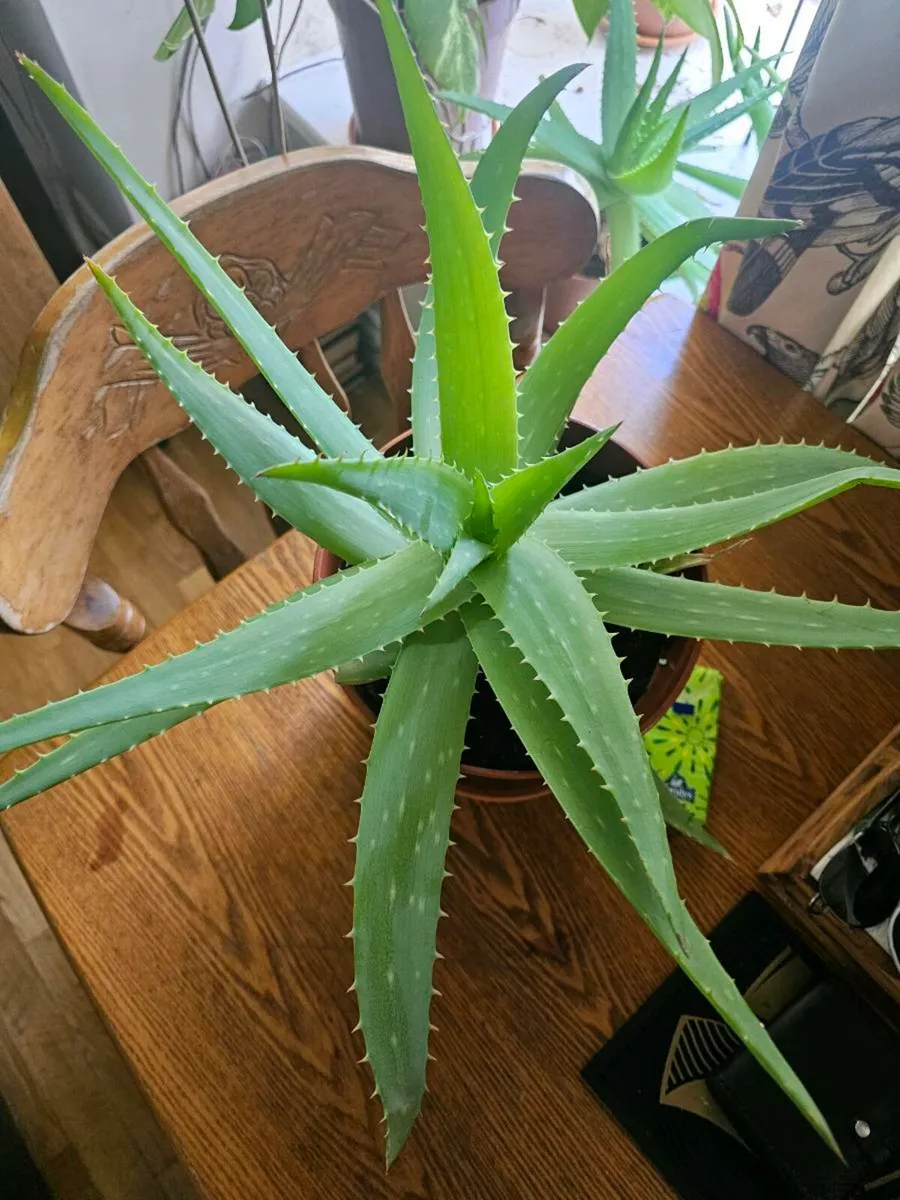 ALOE VERA - Image 2