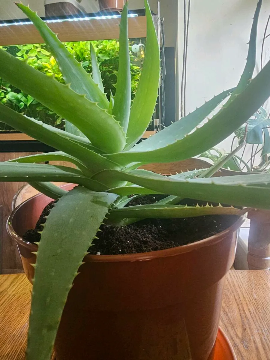 ALOE VERA - Image 3