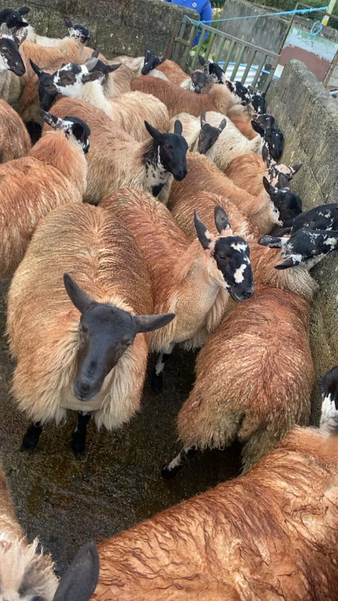 Mule ewe lambs - Image 1