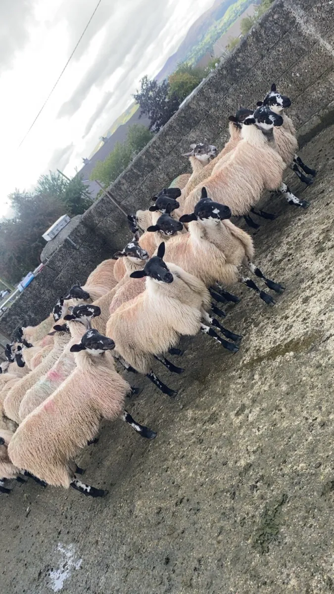 Mule ewe lambs - Image 2