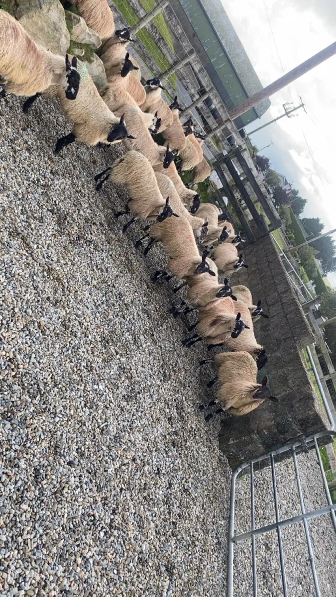 Mule ewe lambs - Image 3