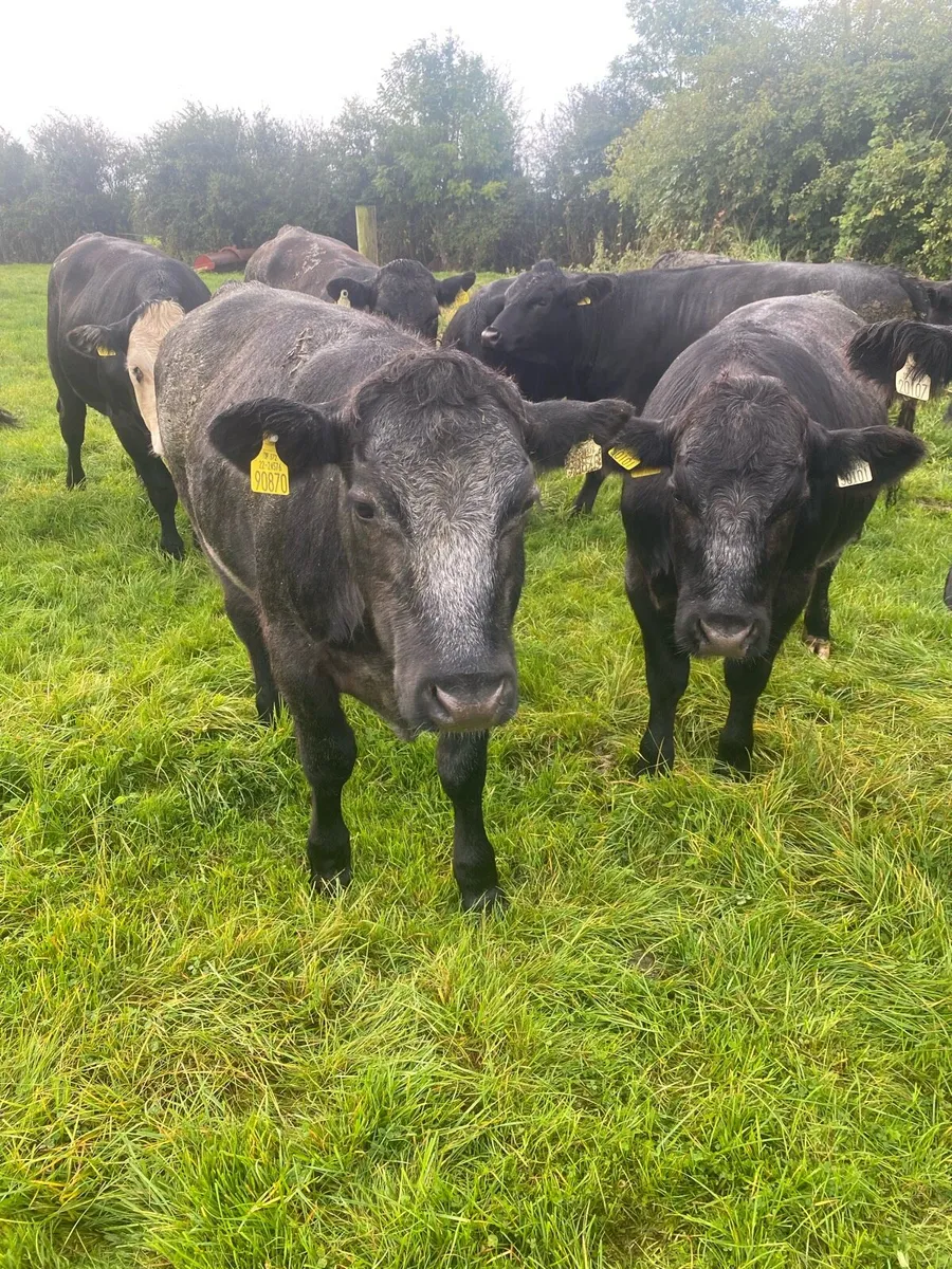 Organic Bullocks - Image 2