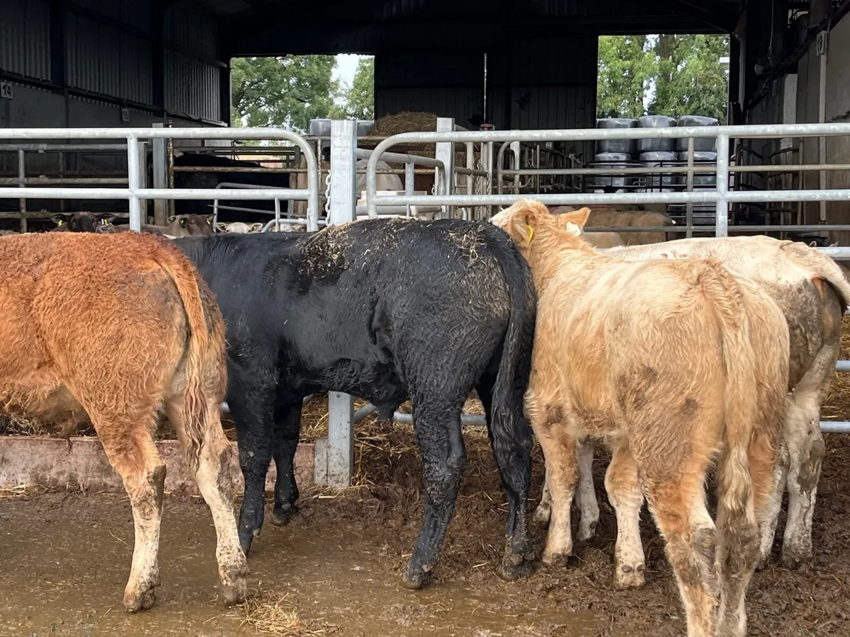 9 Super continental bullocks - Image 2