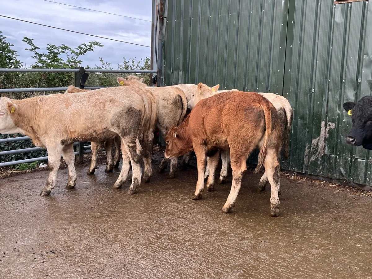 9 Super continental bullocks - Image 4