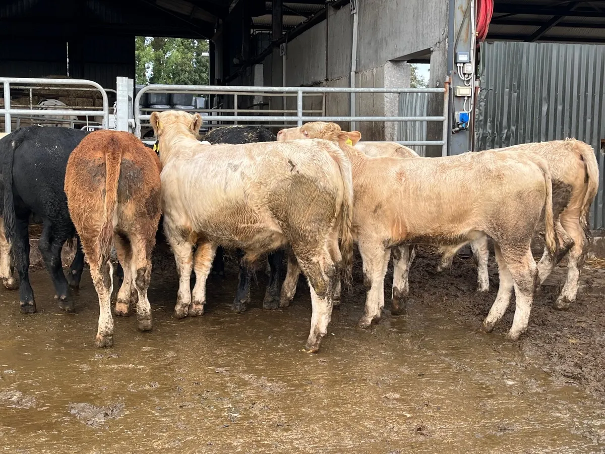 9 Super continental bullocks - Image 1
