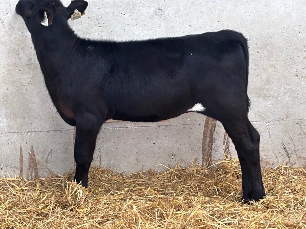 3 top quality angus runners for sale - Image 1