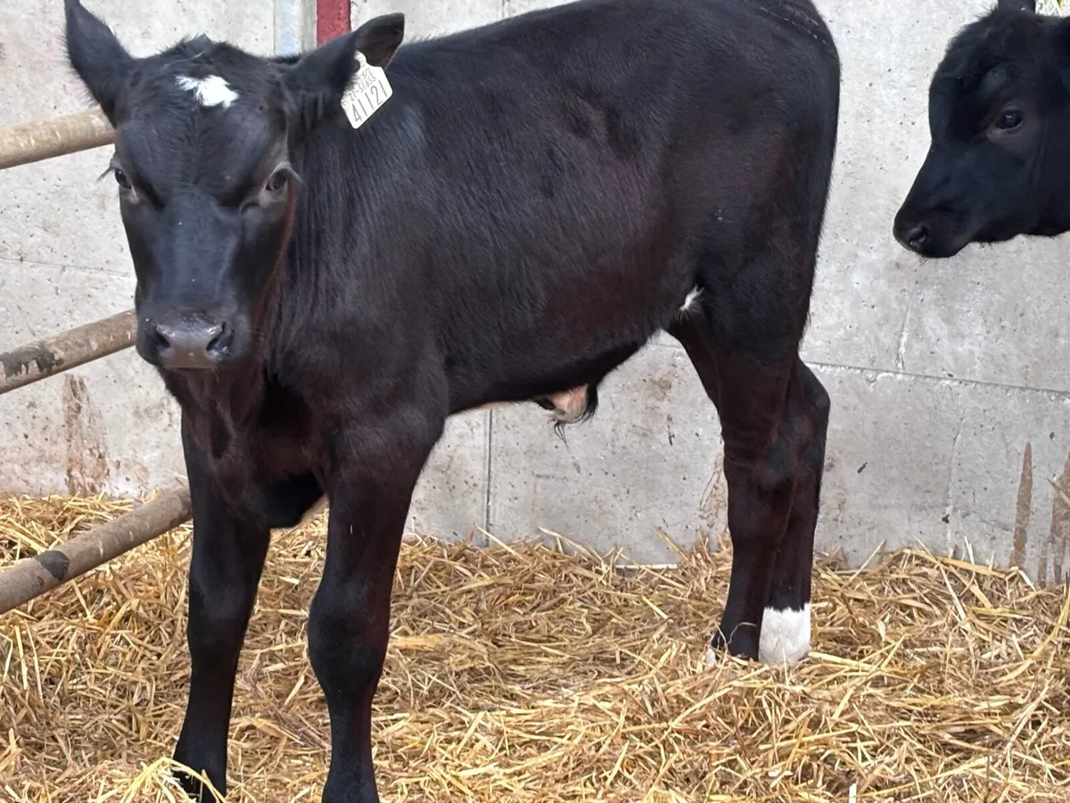 3 top quality angus runners for sale - Image 2