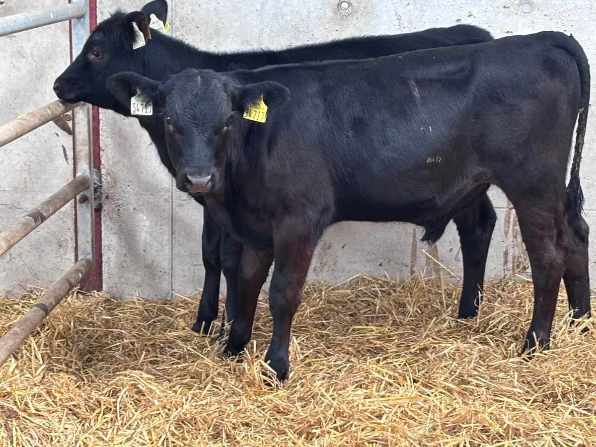 3 top quality angus runners for sale - Image 3