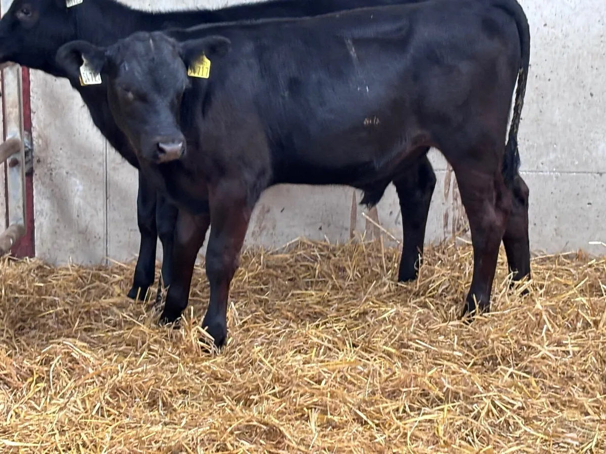 3 top quality angus runners for sale - Image 4
