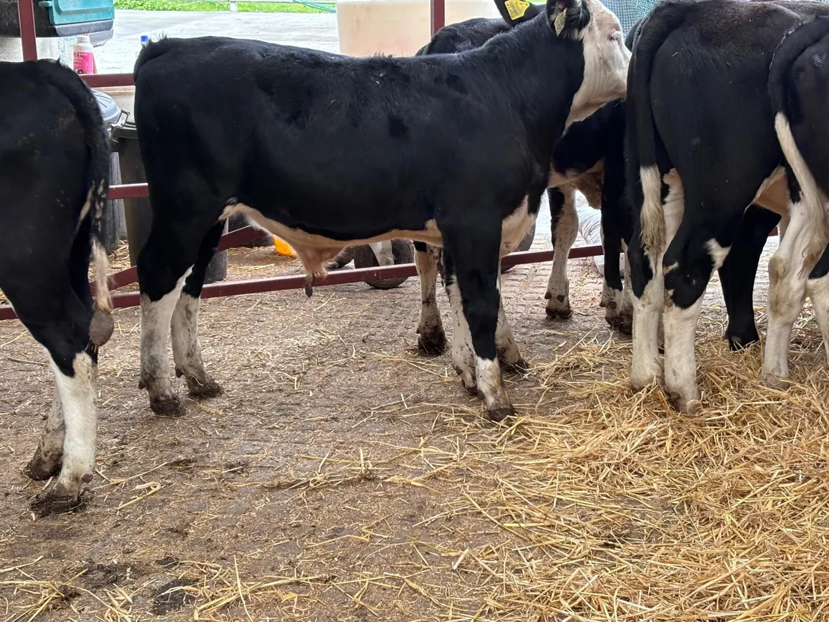 8 super weanlings for sale - Image 2